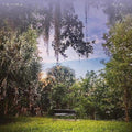 50 Foot Wave - Black Pearl [Turquoise Vinyl]  (New Vinyl LP)