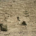 Ben Howard - Noonday Dream [Import]  (New Vinyl LP)