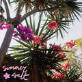 Summer Salt - Campanita [Pink Vinyl]  (New Vinyl LP)