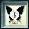 Tricot - Angle 3 [Paper White & Clear Blue Vinyl]  (New Vinyl LP)